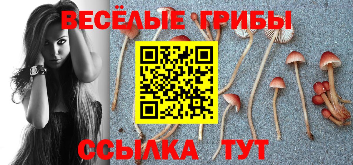 Димитровград  Галлюциногенные грибы Psilocybe  Вход с VPN 